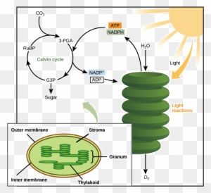 Photosynthesis And Cellular Respiration Essay Diamond Calvin Cycle 3d Model Free Transparent Png Clipart Images Download