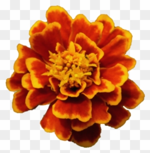 Flor Amapola Png Flower Png By Malkarma-d50qp7m - Malkarma - Free  Transparent PNG Clipart Images Download