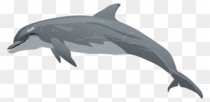Bottlenose Dolphin Clipart - Bottlenose Dolphin Clipart