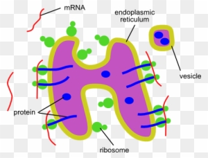 Endoplasmic Reticulum Stock Illustrations, Royalty-Free Vector Graphics &  Clip Art - iStock | Mitochondria, Ribosome, Lysosome