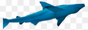 More - Bronze Hammerhead Shark