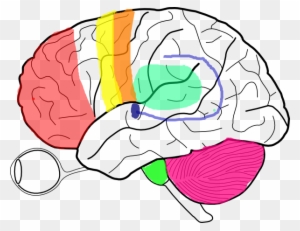 Ap Psych Brain Diagram Unlabeled - Motor Neuron Not ...