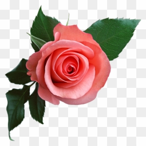 Rose Png637 - Rose Flower Png