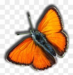 Bread Clipart Butterfly Butterflies From Alice In Wonderland Free Transparent Png Clipart Images Download