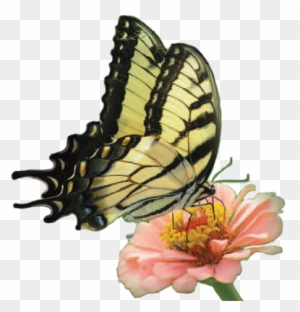 Butterfly-flower - Butterfly On Flower Png