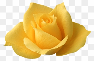 Изображение Для Плейкаста - Single Yellow Rose Flowers