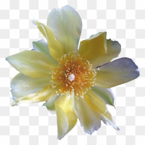 Cactus Flower By Eveblackwoodstock Cactus Flower By - White Cactus Flower Png