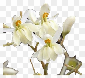Moringa Flowers Use In Traditional Medicine - Moringa Tree Flowers