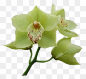 Tube Fleur Orchidee Gif De Fleur Blanche Free Transparent Png Clipart Images Download Tube Fleur Orchidee Gif De Fleur Blanche Free Transparent Png Clipart Images Download