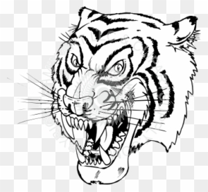 Tiger Facing Left Drawing