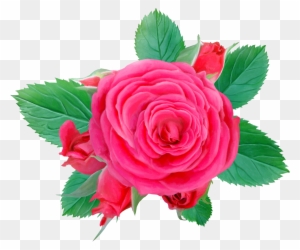 Centifolia Roses Flower Pink Clip Art - Garden Roses