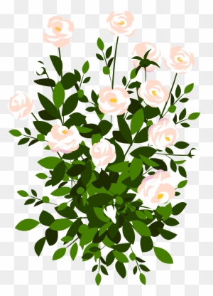 Whte Rose Bush Png Clipart Picture - Free Stock Flower Png