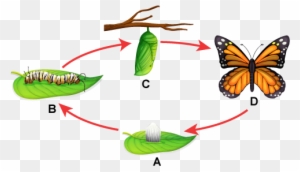 Butterfly Lifecycle Without Text Labels - Life Cycle Of Monarch Butterfly