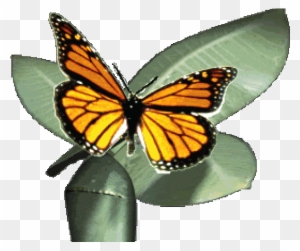 Monarch Butterfly Clipart Gif Animation - Monarch Butterfly Animated Gif