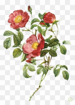 Pierre-joseph Redouté Flower Painting - Proverbs 31 31 Bible Verse