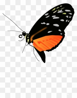 Orange Butterfly Clipart For Kids - Butterfly Png Photo Black