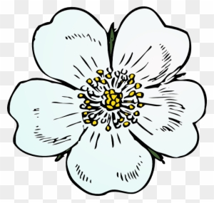How To Set Use White Rose Icon Png Draw A Apple Blossom Flower Free Transparent Png Clipart Images Download