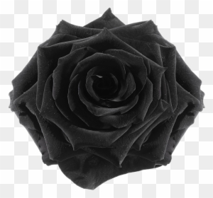 The Gallery For > Flower Tumblr Transparent Black - Rose