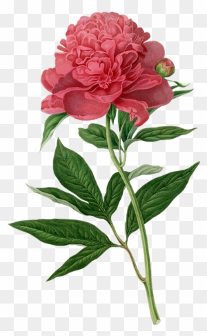 Vintage Botanical Illustration Peony - Free Transparent PNG Clipart ...