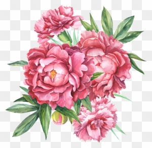 Floral Design Carnation Botanical Illustration Flower - Drawing - Free ...