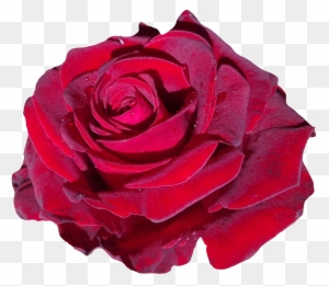 Red Rose Flower Png Image - Portable Network Graphics