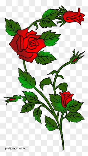 red rose with vine drawing