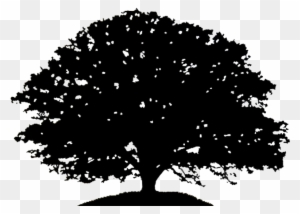 Pin Oak Tree Clipart Black And White - Oak Tree Silhouette Drawing