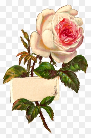 Stock Rose Label Image - Illustrator Flower Png