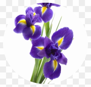 Iris Means A Message For You - Mother's Day Bulletin Boards For Church