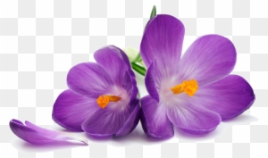 Purple Flower Stock Photography Wallpaper - Purple Flowers