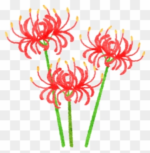 Red Spider Lily Illustration Free Transparent Png Clipart Images Download