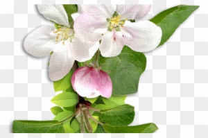 Chb ** Letters & Numbers Pinterest Flower Letters, - Chb ** Letters & Numbers Pinterest Flower Letters,