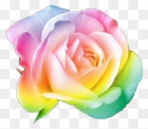 Rainbow Flower Rainbow Flower Nature Plant Thanks To - Single White Rose