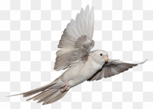 Flying Is One Of The Most Important Things For Cockatiels - Stock Dove