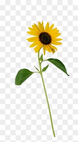 Sunflower Single Png - Single Sunflower Flower Png