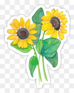Tumblr Transparent Sunflowers Girasoles Png Free Transparent