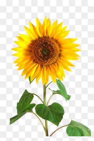 Sunflower Png Tumblr Download Sunflower Png Tumblr - Sunflower With Stem And Leaves
