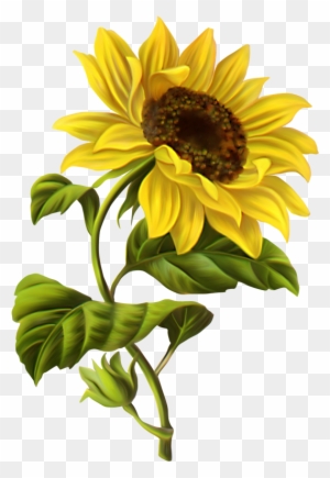 Vintage Sunflower Drawing Simple