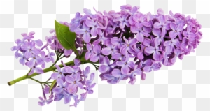 Transparent Lilac Clipart - Lilac Flower Clip Art