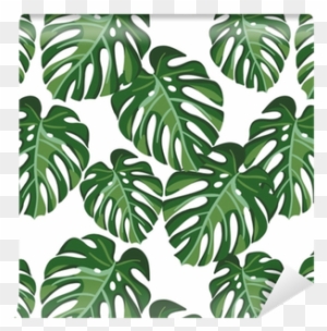 Monstera Palm Leaves On The White Background - Monstera Background