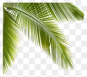 Palmtrees Palms Plants Trees Forest Jungle - Forest - Free Transparent ...