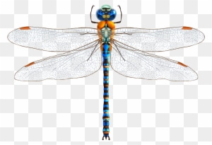 Dragonfly Drawing Clip Art - Dragonfly Png