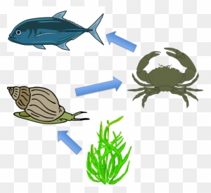 Sea Grass Clipart Ocean Plant - Food Chain In The Sea
