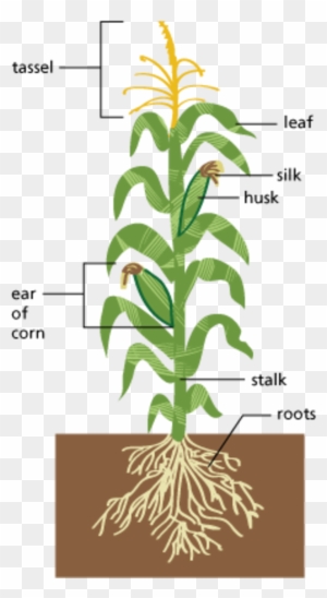Parts Of A Plant - Parts Of A Plants - Full Size PNG Clipart Images ...