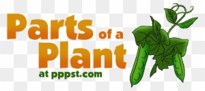 28 Collection Of Parts Of A Plant For Kids Clipart - Parts Of A Plant ...
