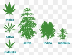 Brief Parts Of The Plant - Cannabis Sativa Indica Ruderalis