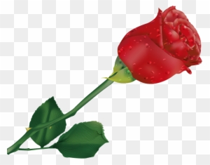 Natali На - Beautiful Single Rose Flower
