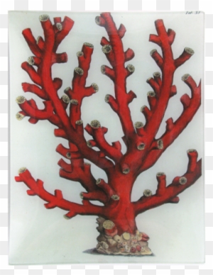 Red Branch Sea Coral - Art Print Coral Reef