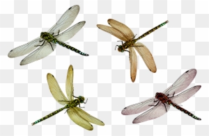 سكرابز حشرات Dragonfly Png24 - Flying Dragonfly Png