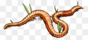 Earth Worm Drawing Download In Png Format - Worms